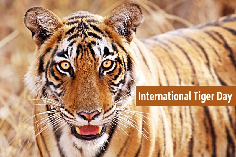 International Tiger Day 2025 Story Of tiger 3 roar in Panna Tiger Reserve MP