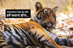 बाघों की मौत सबसे ज्यादा एमपी में, बाघ संरक्षण को पहली बार केंद्र से मांगे 16
करोड़ - image