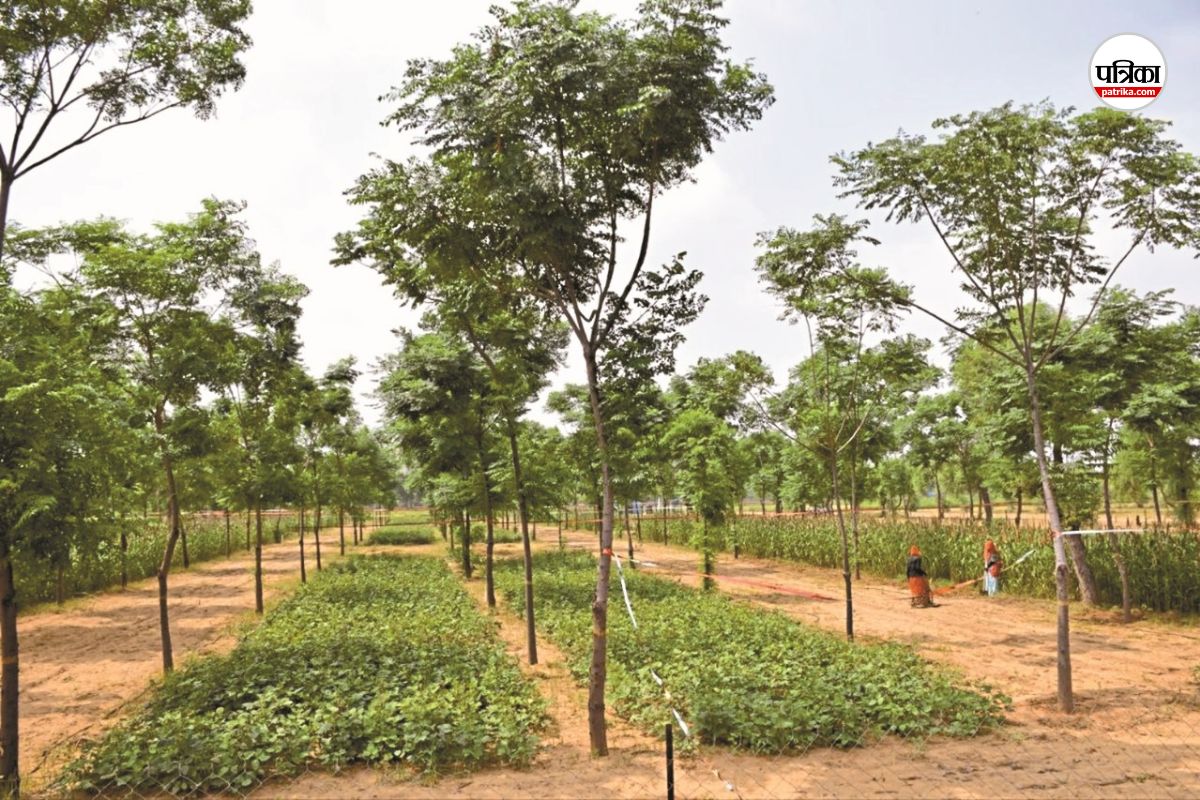 Good News Rajasthan Farmers will become rich Now Malabar Neem will be produced in desert soil also KAJRI Jodhpur experiment
