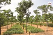 Good News Rajasthan Farmers will become rich Now Malabar Neem will be produced in desert soil also KAJRI Jodhpur experiment