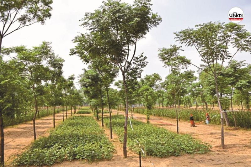 Good News Rajasthan Farmers will become rich Now Malabar Neem will be produced in desert soil also KAJRI Jodhpur experiment