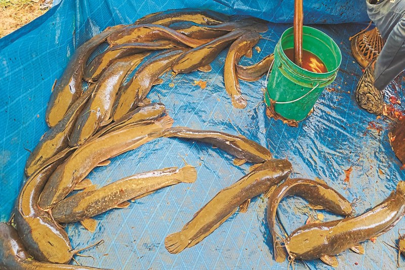 बिक रही प्रतिबंधित मांगूर मछली (Photo source- Patrika)