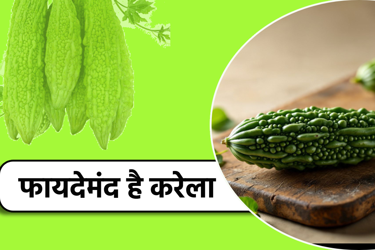 Karela Benefit: करेले की खेती से लखपति बन रहे मैहर के किसान