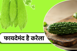 Karela Benefit: करेले की खेती से लखपति बन रहे मैहर के किसान - image
