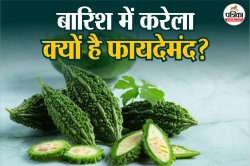 Karela Benefits In Monsoon: बारिश में करेला खाने से शरीर को क्या-क्या लाभ मिलते
हैं? - image