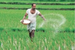 प्रसंगवश: खेती-किसानी के समय खाद को लेकर जूझते अन्नदाता - image