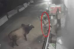 Kota: सांड ने युवक की जांघों में घुसा दिया सींग, हुआ 6 इंच का गहरा घाव, सामने
आया रौंगटे खड़े कर देने वाला वीडियो - image