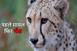 पत्रिका खुलासा: इस वजह से हुई नामीबिया से लाई गई मादा चीता ‘नभा’ की मौत - image