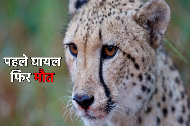 Kuno National Park nabha cheetah