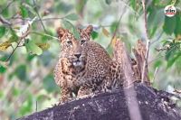 Leopard-in-Dausa
