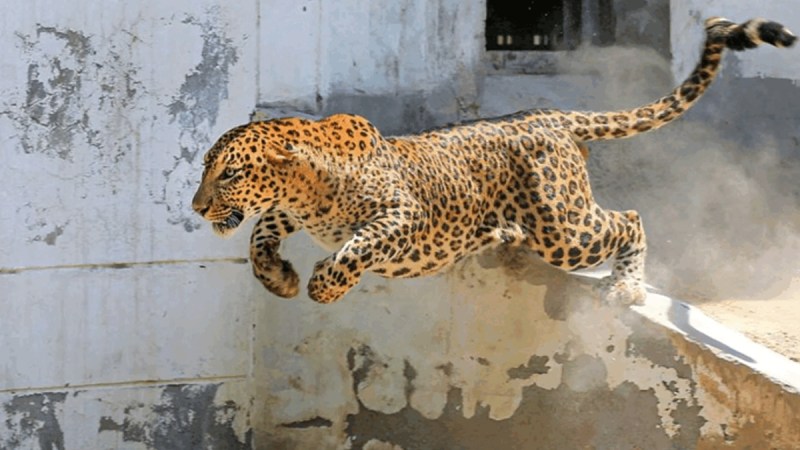 तेंदुए का कहर Image Source - Social Media