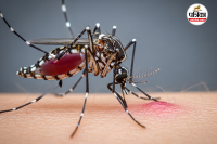 Malaria Parasite Attacks