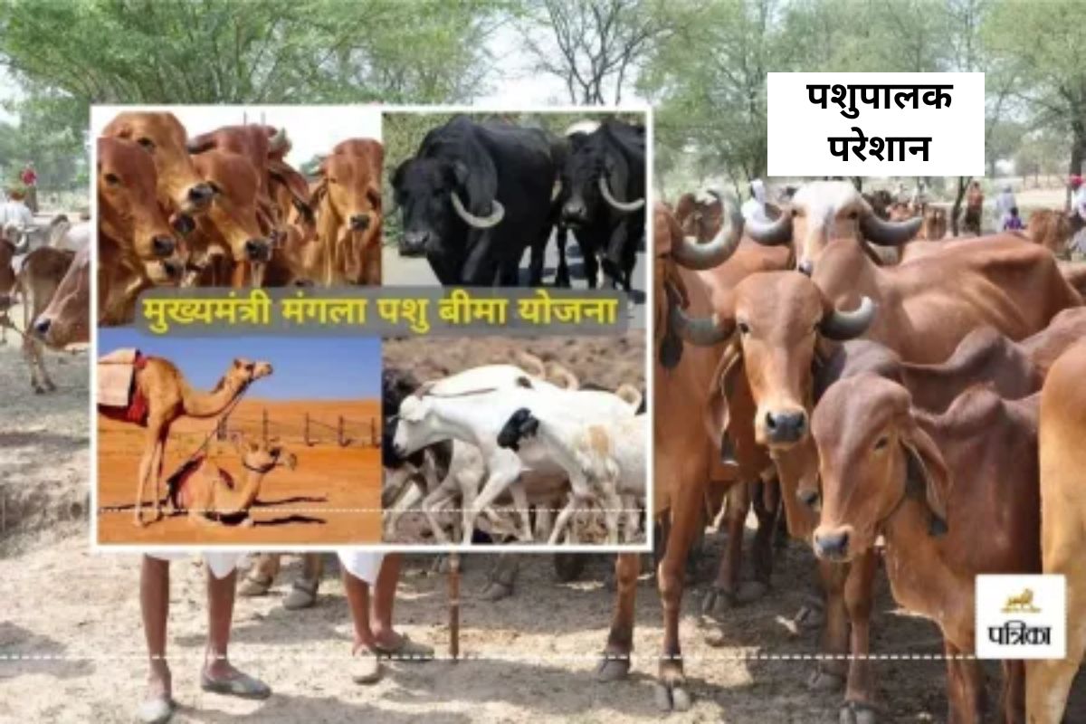 मंगला पशु बीमा योजना की कछुए जैसी है चाल, नहीं बनी पॉलिसी और हेल्थ सर्टिफिकेट,
पशुपालक परेशान