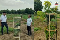 Rajasthan : काजरी का सफल प्रयोग, मारवाड़ के खारे पानी की भूमि में अब उपजेंगे
रसीले आम, जानें कैसे - image