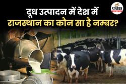 दूध उत्पादन में राजस्थान जल्द बनेगा नम्बर 1, यूपी को पीछे छोड़ने की बनाई योजना - image