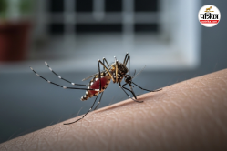 Mosquito Diseases In India: सिर्फ डेंगू-मलेरिया नहीं, मच्छर से होती हैं इतनी
सारी बीमारियां - image