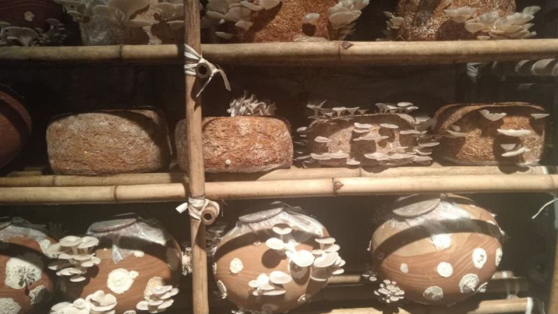 Mushroom Farming