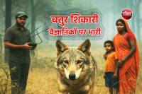 Has the Nauradehi Wildlife Sanctuary Wolf Radio Collar Project failed?