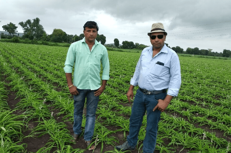 white musli farming earnings 2 lakh per bigha farmer income mp news