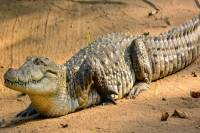 प्रतिकात्मक फोटो (सोर्स: सोशल मीडिया)