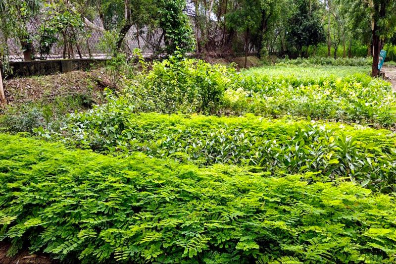मांगली नर्सरी में मिलेंगे विभिन्न प्रजातियों के पौधे