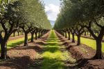 Olive Farming in Rajasthan
