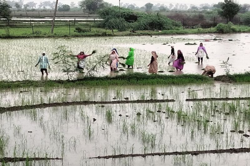 बारिश ने बिगाड़ा धान की बुवाई का गणित