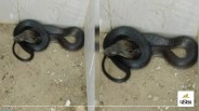 Panic due to seeing cobra snake in toilet of government school UP