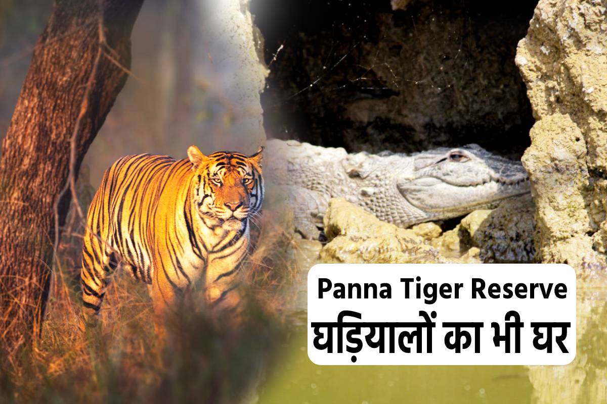 बाघों के बाद अब पन्ना टाइगर रिजर्व बनेगा घड़ियालों का घर, डेवलप होगी सैंड बैंक,
नेस्ट बैंक, हैचरी साइट्स