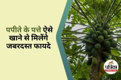 Papaya Leaf Benefits : पपीते के पत्तों को इस तरह खाने से मिलेंगे मैक्सिमम
बेनिफिट्स - image