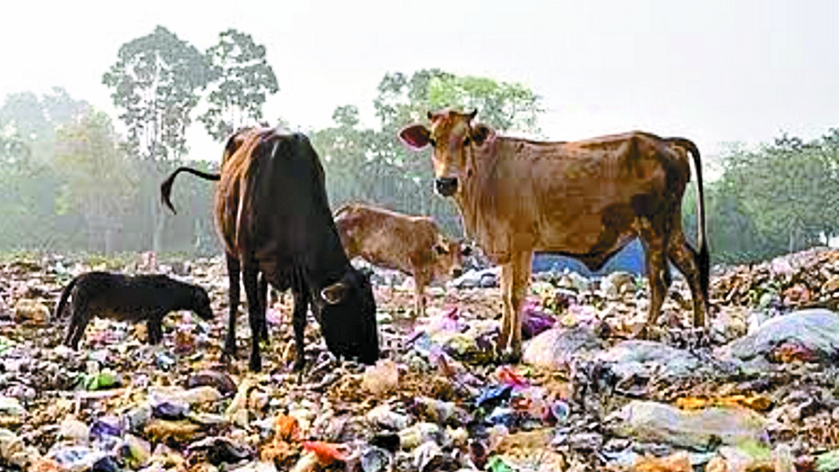रोज शहर से 5 टन कचरा निकल रहा, इसमें सबसे ज्यादा प्लास्टिक, जेल और जुर्माना से
भी नहीं डर रहे लोग