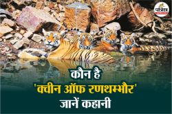 World Tiger Day : रणथम्भौर की रानी बाघिन ‘मछली’, जिसने राजस्थान को बनाया बाघों
का घर - image