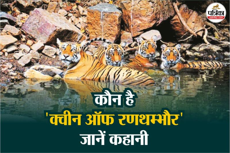 World Tiger Day Queen tigress of Ranthambore Machhli who made Rajasthan home of tigers
