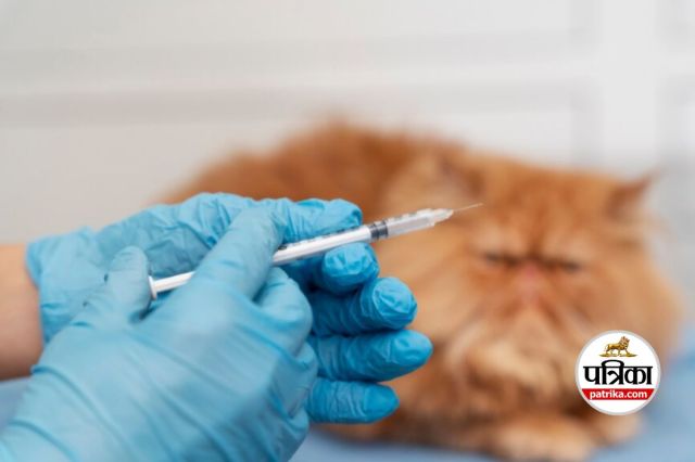When should you get rabies vaccine?