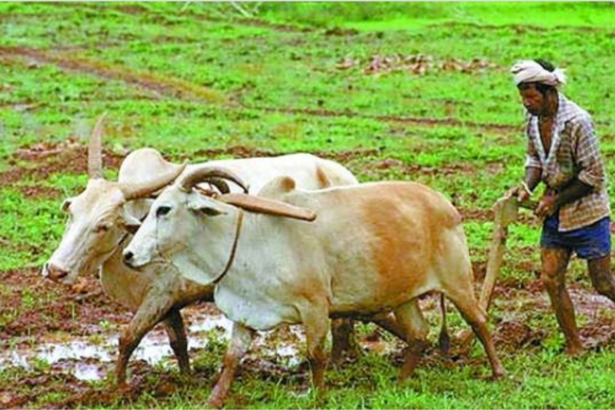 राजस्थान के किसान 31 जुलाई तक कराएं ‘फसल बीमा’ के लिए आवेदन, ऐसे मिलेगा बड़ा
फायदा