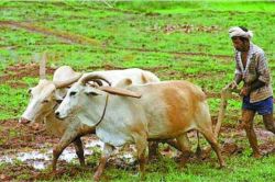 राजस्थान के किसान 31 जुलाई तक कराएं ‘फसल बीमा’ के लिए आवेदन, ऐसे मिलेगा बड़ा
फायदा - image