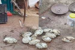 एमपी में यहां अचानक अंडों से निकलकर घर में भागने लगे दर्जनों बेबी कोबरा… - image