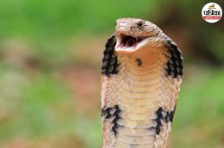Snake Bite Death: राजस्थान में इन 4 सांपों के काटने से सबसे अधिक होती हैं मौतें,
जानें शरीर के अंदर सांपों का जहर कैसे करता है काम? - image
