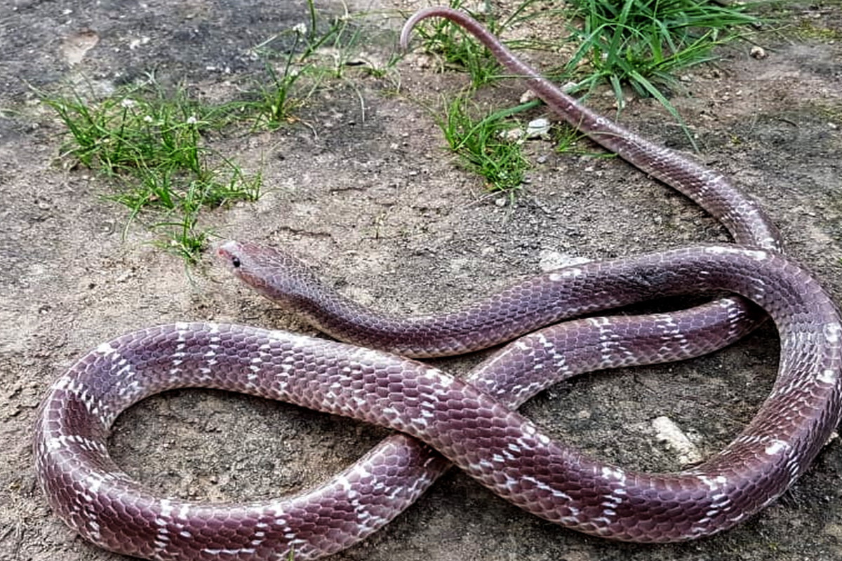 Snake Bite : जिस सांप ने आपको काटा, क्या वह है जहरीला, बस एक झटके में ऐसे करें
पता, बच सकती है आपकी जान