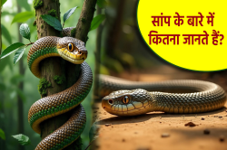 सांप के बारे में कितना जानते हैं? ‘सांप का बदला’, ‘नागिन प्रेम कथा’ में कितनी
सच्चाई - image