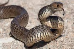 CG Snake Bite: घर में सोये 9 साल के बालक को सांप ने डसा, अस्पताल ले जाते ही हो
गई मौत - image