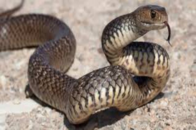 CG Snake Bite: घर में सोये 9 साल के बालक को सांप ने डसा, अस्पताल ले जाते ही हो गई मौत