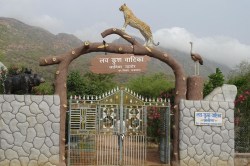 Jalore: भालुओं और झरनों के दीदार के लिए चुकाना होगा शुल्क, जानिए सुंधा कंजर्वेशन
रिजर्व के खोड़ेश्वर वन क्षेत्र की टाइमिंग - image
