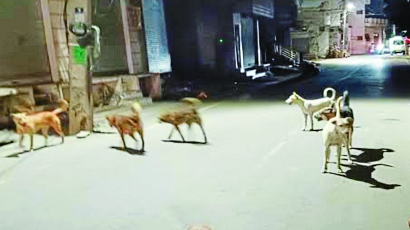 बालोद जिले में श्वानों (कुत्तों) की संख्या सीमित करने कोई प्रयास नहींं किया जा रहा। नगर पालिका ने किसी प्रकार की बधियाकरण की योजना नहींं बनाई है। शहर में घूम रहे श्वानों से शहरवासियों सहित ग्रामीण क्षेत्र के लोग भी परेशान हैं।