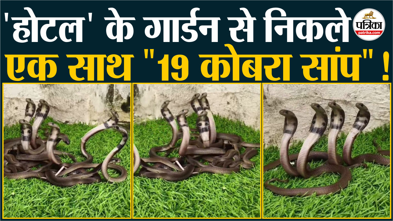 Udaipur के होटल के गार्डन से निकले एक साथ 19 Cobra सांप ! रेस्क्यू कर जंगल में
छोड़े Video
