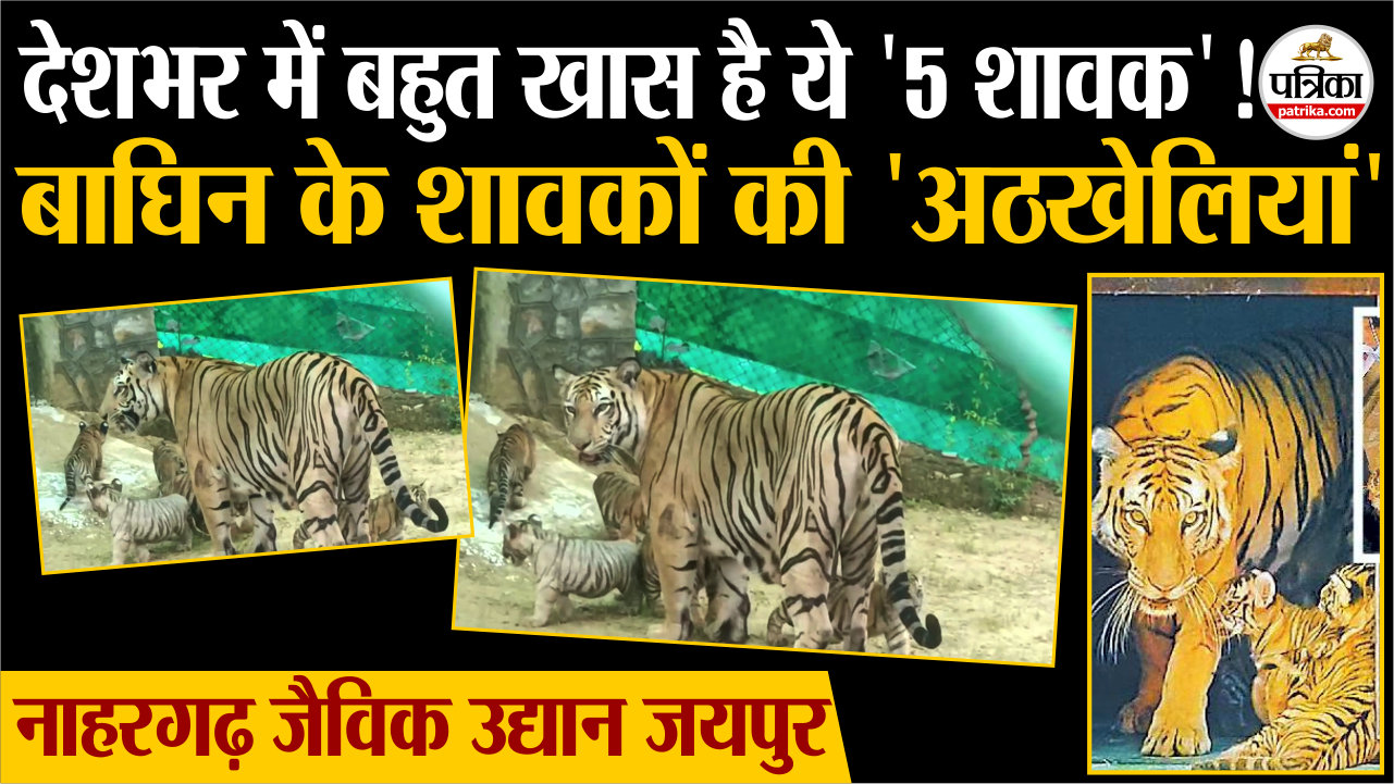 Nahargarh Biological Park Jaipur में जन्मे बाघिन के 5 शावकों ने पहली बार देखा आसमां