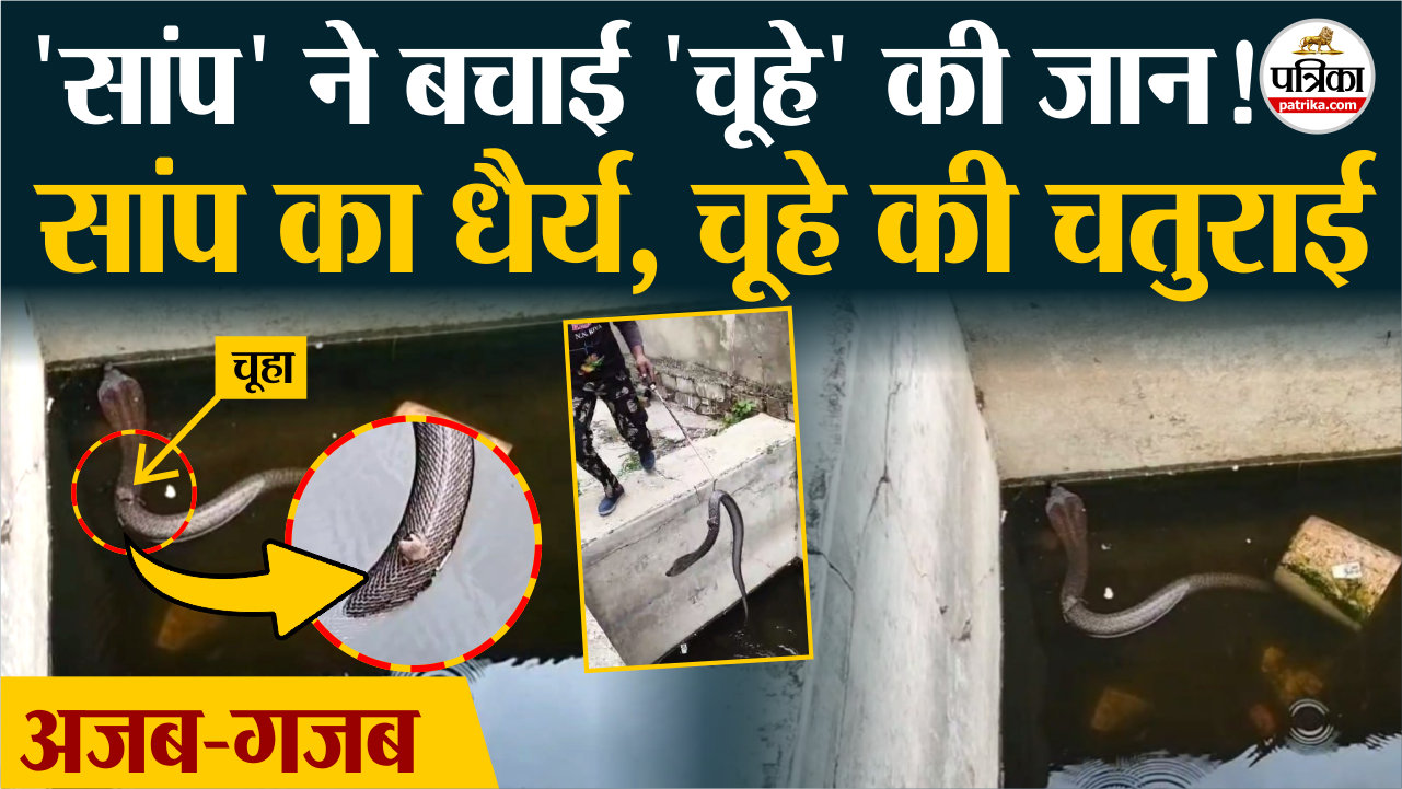 Ajab-Gajab सांप पर सवार होकर टैंक से निकला चूहा, धैर्य से “जीती””जिंदगी की जंग”