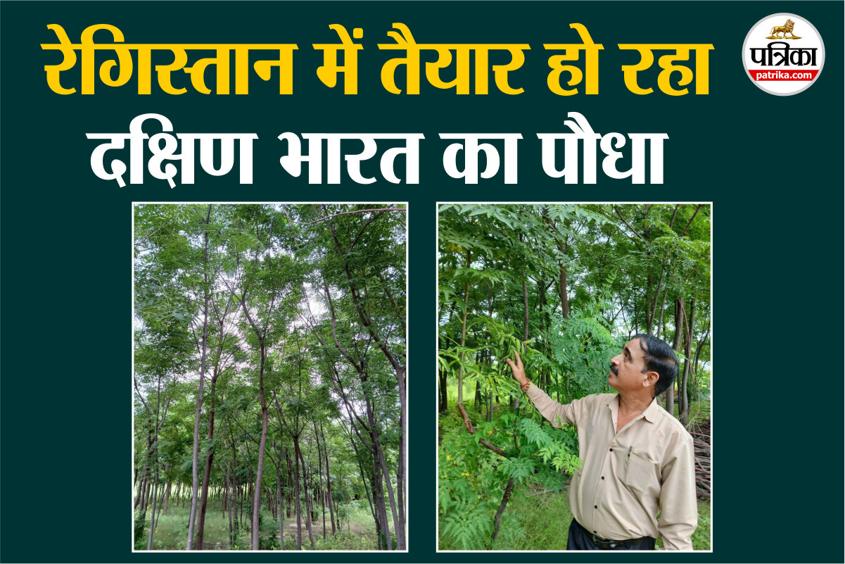 Cultivation of Malabar Neem