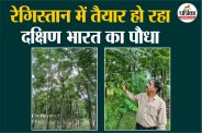 Cultivation of Malabar Neem