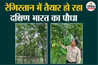 Cultivation of Malabar Neem